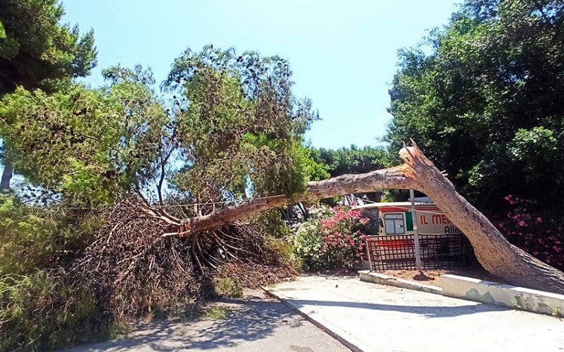 Gela: albero si abbatte su un parcheggio a Macchitella. Nessun danno a cose o persone