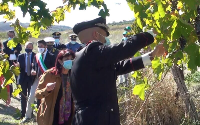 Montedoro: vendemmia nell’ex feudo di Cosa Nostra. Presenti il prefetto e i vertici di Carabinieri, Dia e Finanza