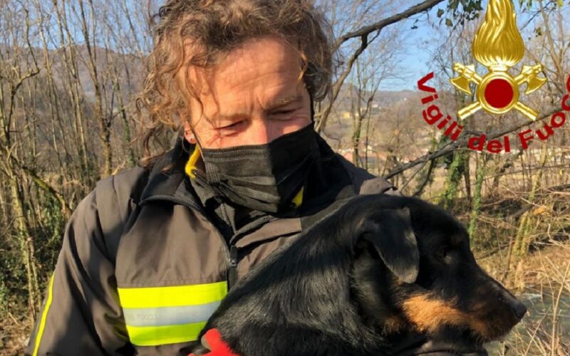 Cagnolino finisce dentro a un pozzo, i vigili del fuoco si calano in profondità e lo recuperano. Adesso è al sicuro