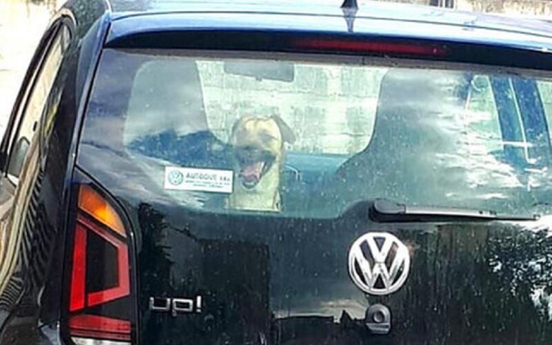 Lascia il cane in auto per 6 ore, denunciato