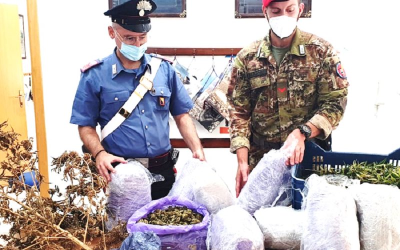 Butera, piantine di cannabis tra i filari di un vigneto. Maxi sequestro di droga, ai domiciliari imprenditore di 56 anni