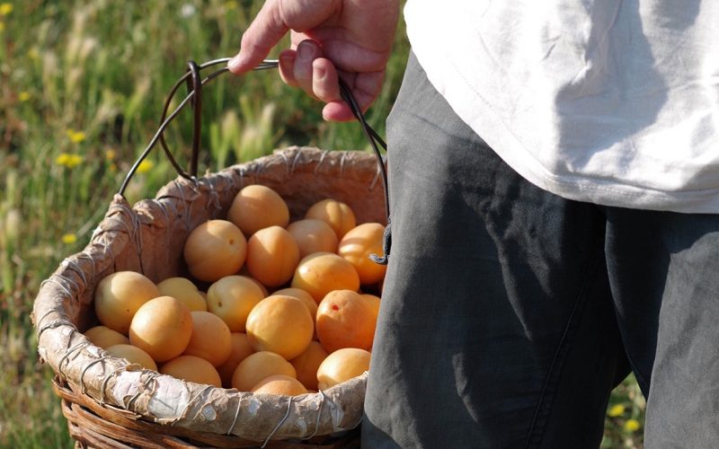 Riesi: albicocche, prezzi al ribasso. «Conviene lasciarle marcire sugli alberi»