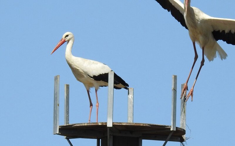 Gela celebra il ritorno della cicogna bianca. Simbolo della natura che rinasce